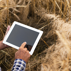 Единый цифровой ресурс по селекции и семеноводству создадут в Сибири