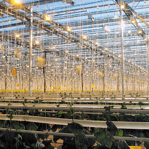 Интеллектуальную систему мониторинга для промышленных теплиц разработают на Ставрополье