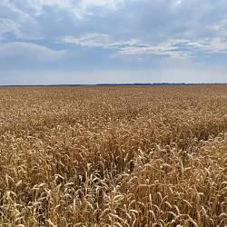 УЧЕНЫЕ ОБУЧИЛИ НЕЙРОСЕТЬ ПРОГНОЗИРОВАТЬ УРОЖАЙНОСТЬ СЕЛЬХОЗКУЛЬТУР ДО 85%