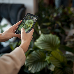 В России создали уникальный сканер для идентификации сортов растений