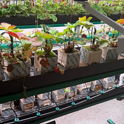 Создан метод оценки состояния сельскохозяйственных растений с использованием биофотоники и ИИ