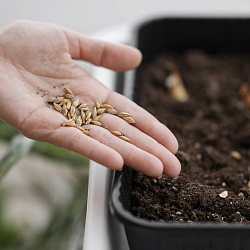 В России разработали сервис для аграриев, измеряющий семена за секунды